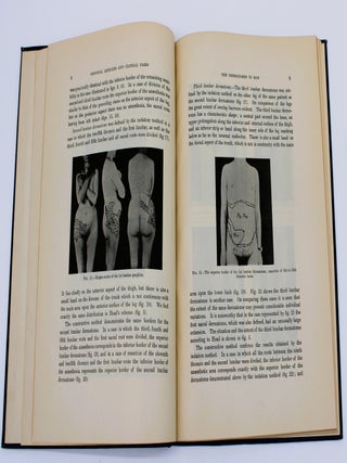 The Dermatomes in Man