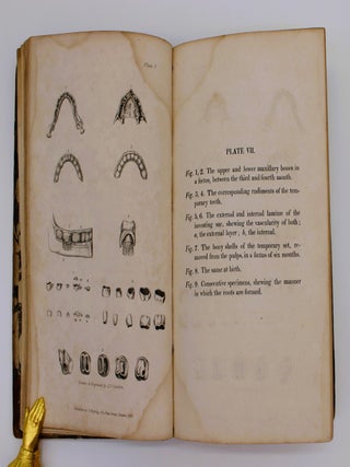 The Anatomy, Physiology, and Diseases of the Teeth